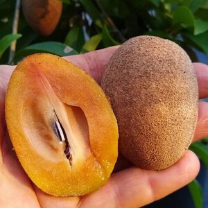 K&ouml;nnte beinhalten: Eine braune Sapote, auch bekannt als Chico, mit einer glatten, strukturierten Schale. Die Frucht wurde in zwei H&auml;lften geschnitten, wodurch das gelbe Fruchtfleisch und die dunklen Kerne im Inneren sichtbar werden.