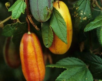 Passiflora tripartita var. Azuayensis - Mango passionfruit - Very Rare Seeds