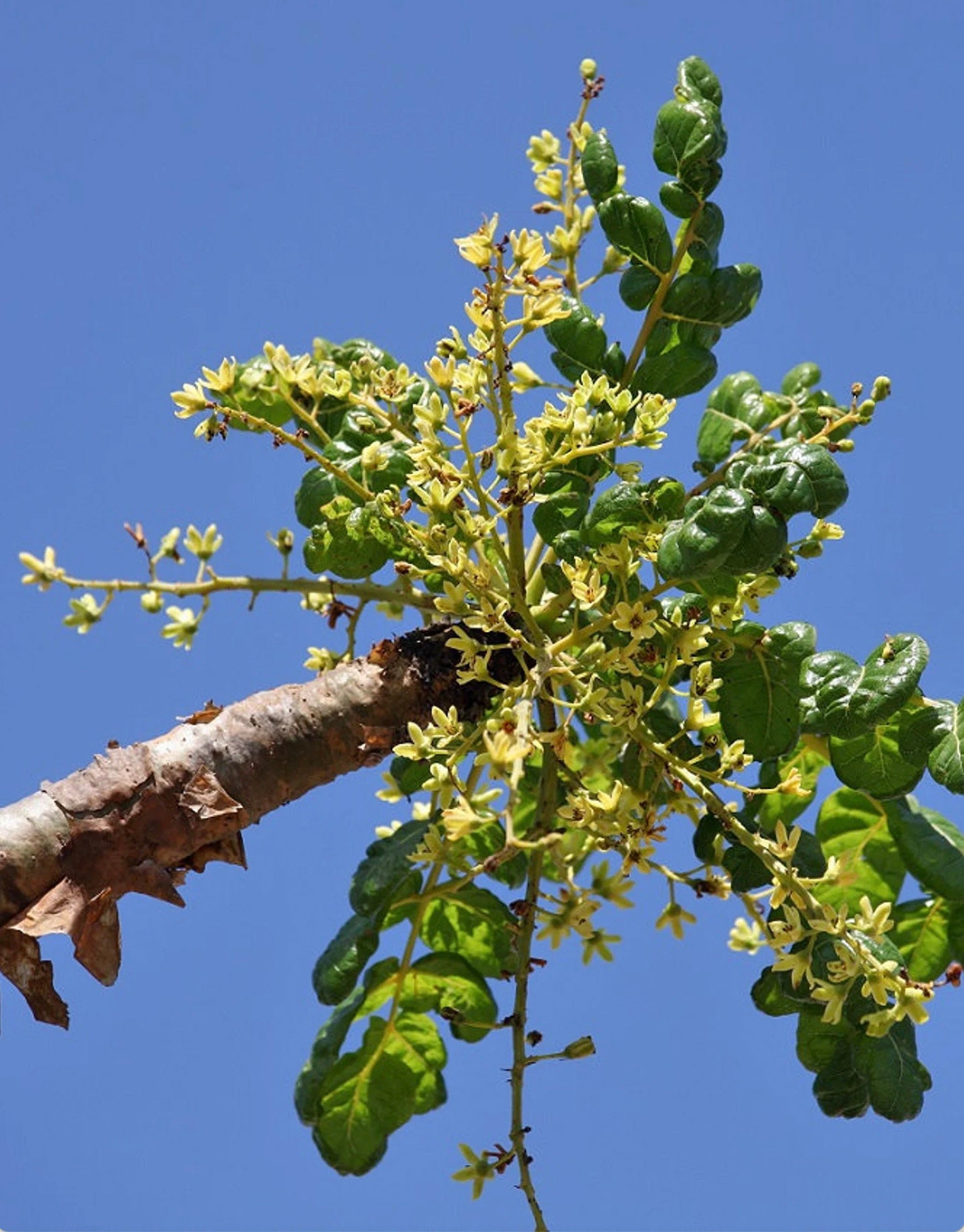 【新作からSALEアイテム等お得な商品満載】 sacra Boswellia plant 日本 Etsy - 塊根植物・コーデックス