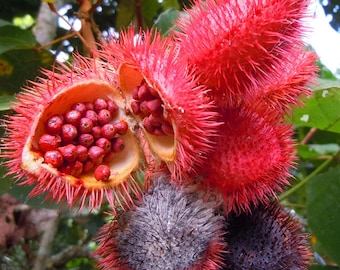 Peut inclure: Un groupe de fruits de rocou avec des coques épineuses rouge vif. Certaines gousses sont ouvertes, révélant de nombreuses petites graines rondes rouge foncé à l'intérieur, tandis que d'autres restent fermées. La texture est hérissée.