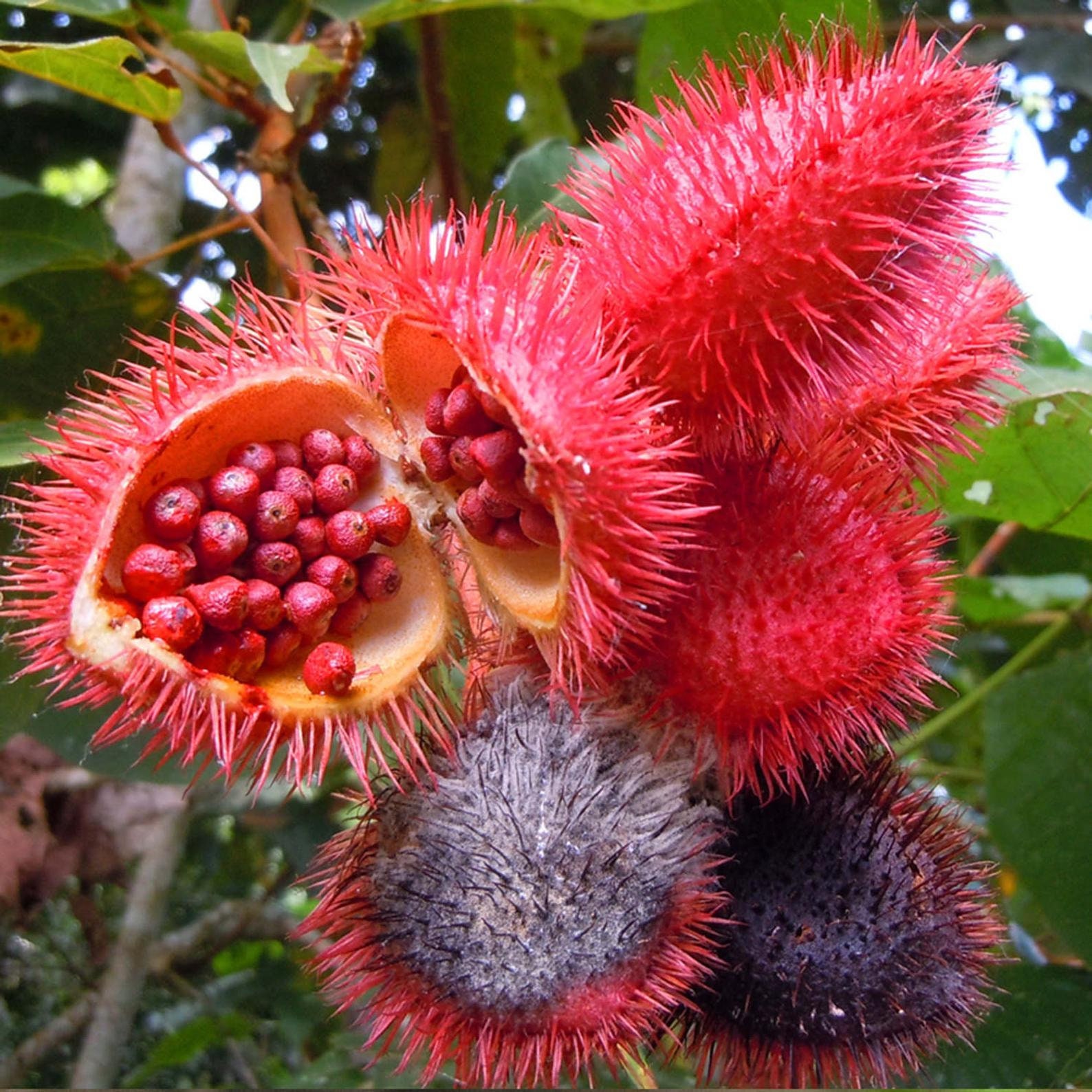 Bixa Orellana 20 Seeds Lipstick Tree Annatto Urucum -  Finland