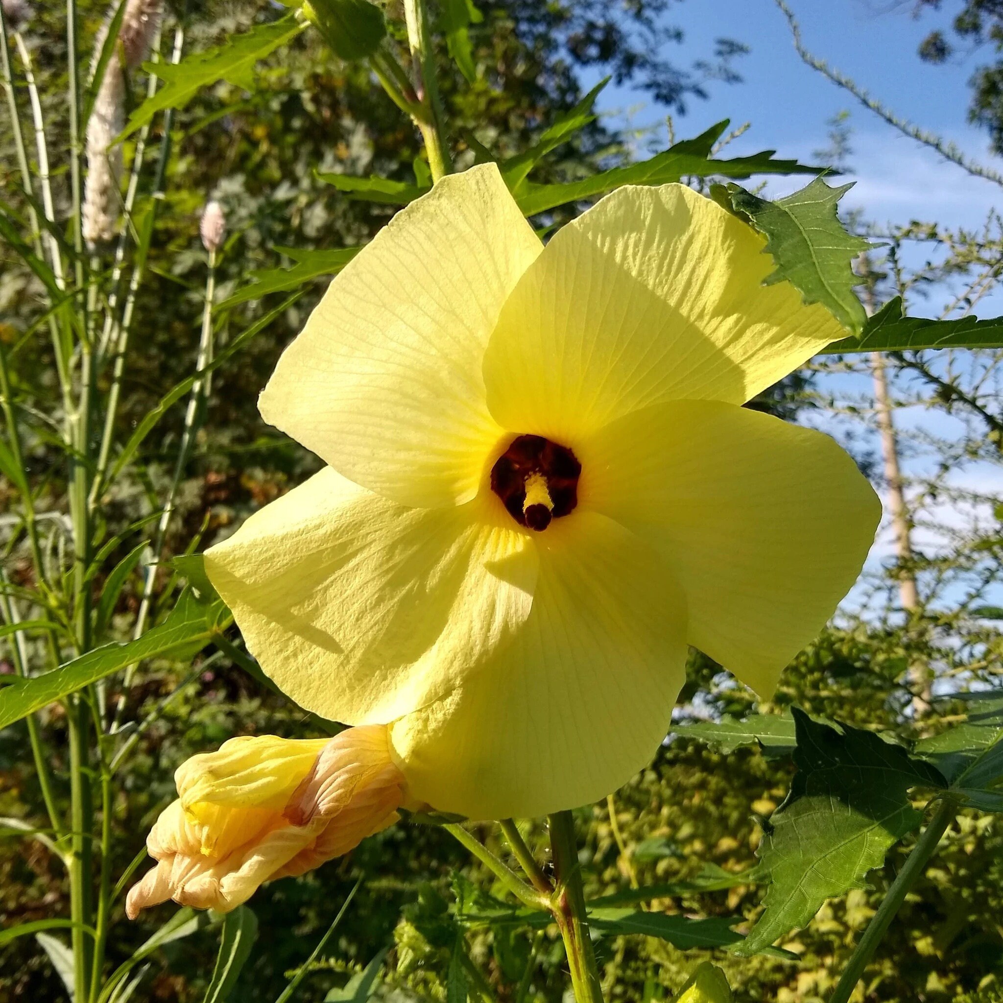 Semi Di Ibisco Al Tramonto (Manihot Abelmoschus) – Fiore Giallo Brillante – 10 Semi - Foto 3