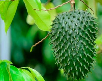 Peut inclure: Un corossol suspendu à une fine branche brune, caractérisé par sa peau vert foncé en forme de cœur couverte de nombreuses épines souples, charnues et incurvées. Le fruit est entouré de plusieurs feuilles vert clair, lisses et vibrantes.