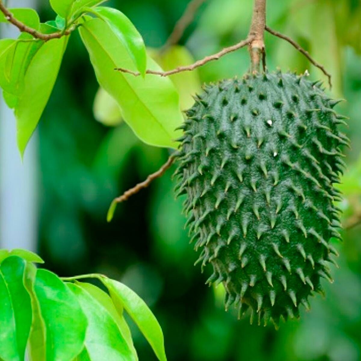 Soursop fruit - Etsy 日本