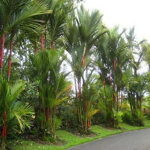 10 Red Sealing Wax Lipstick Palm Cyrtostachys Renda Tree Seeds USA Seller 10 Red Sealing Wax Lipstick Palm Cyrtostachys Renda Tree Seeds USA Seller
