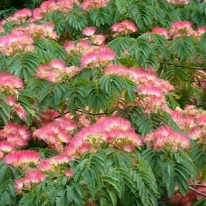Albizia julibrissin Rosea Seeds - Pink Silk Tree - 10 Seeds