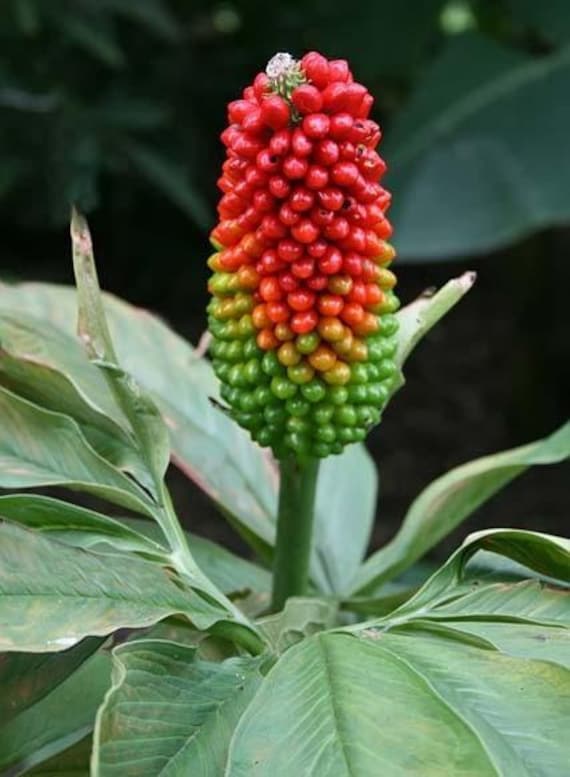 Arisaema Tortuosum Seeds - Whipcord Cobra Lily - 5 Seeds - Etsy