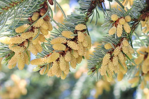 コーカスモミ　abies nordmanniana クリスマスツリー　もみの木 ノルドマンモミ（Abies Nordmanniana）、クリスマスツリー、コーカサス