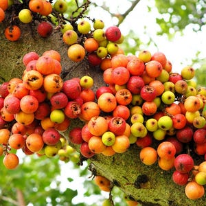 Può includere: Un grappolo di frutti rotondi in fase di maturazione che crescono direttamente dalla corteccia spessa e ruvida di un ramo d'albero. I frutti mostrano una sfumatura di colori che va dal giallo e arancione vivace al rosso intenso.
