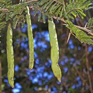 Acacia sieberiana Paperbark Thorn 10 Seeds image 4