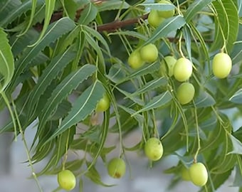 Azadirachta indica, albero di Neem - da 5 a 50 semi