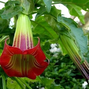 Brugmansia sanguinea, Scarlet Angels Trumpet Datura Unique Red Flower - 2 to 100 Seeds