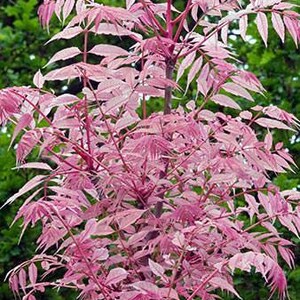 Toona Sinensis var. FLAMINGO Chinese toon, Chinese mahogany 30 Seeds image 5