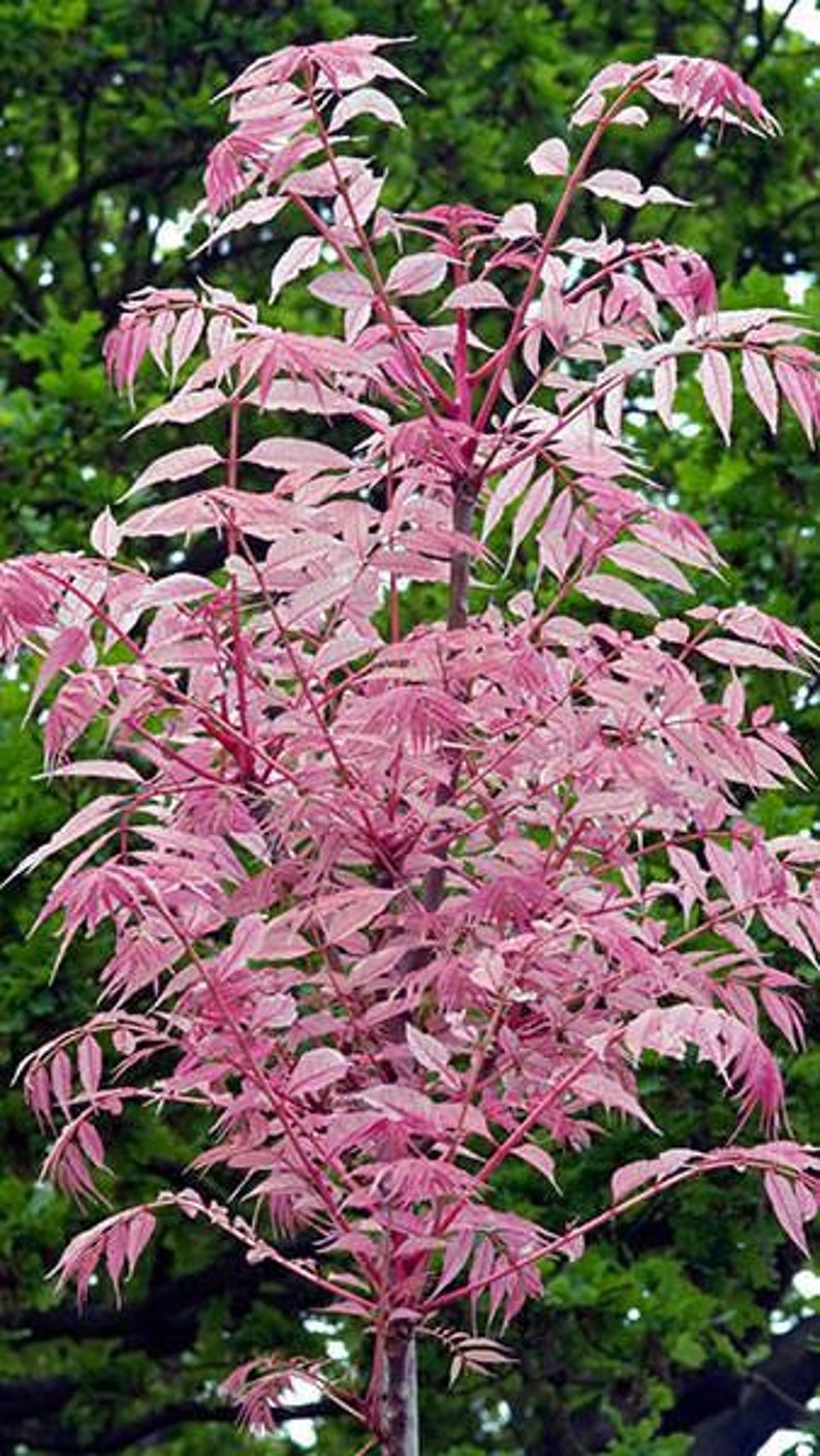 Toona Sinensis var. FLAMINGO Chinese toon, Chinese mahogany 30 Seeds image 5