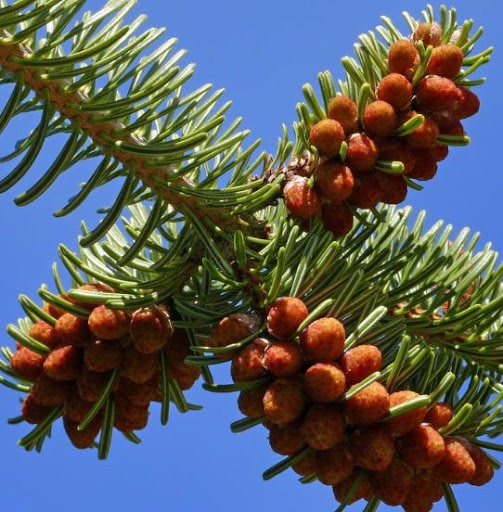 ノルドマンモミ（Abies Nordmanniana）、クリスマスツリー、コーカサス