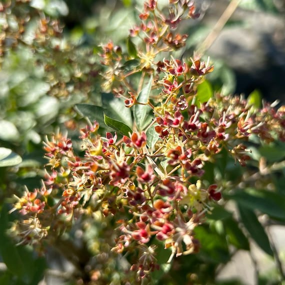 Lawsonia Inermis Family