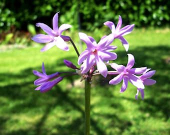 Tulbaghia violacea - Sociedad Ajo - 10 Semillas