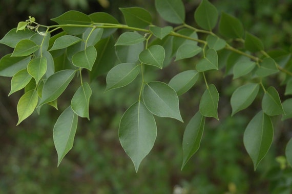 Price of sheesham tree deals