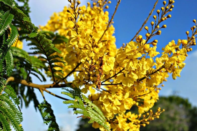 10 Seeds Yellow Flame Treerare Tropical Peltophorum Etsy