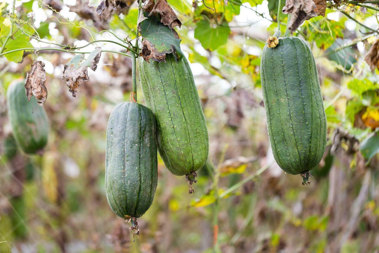 Luffa Cylindrica Loofah Sponge Vegetables 10 Seeds Etsy