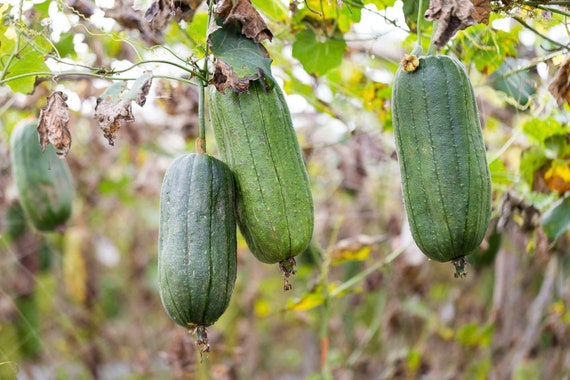 Zucca Luffa o Spugna Vegetale 10 semi