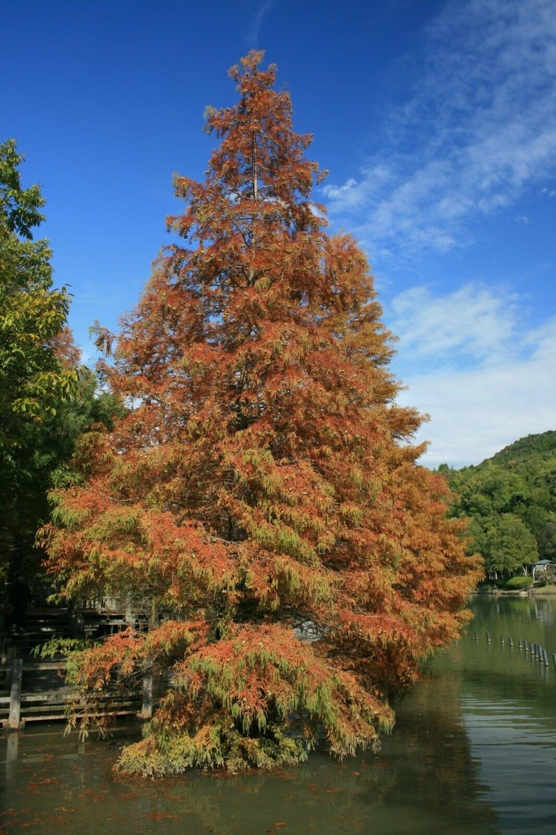 dawn redwood tree metasequoia glyptostroboides