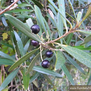 Może przedstawiać: Zbliżenie gałęzi oliwnej z kilkoma ciemnofioletowymi oliwkami. Liście są długie i zielone. Obraz podkreśla fakturę liści i gładką powierzchnię oliwek. Tło jest rozmyte.