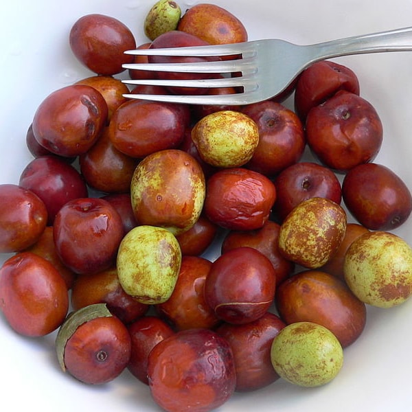 Ziziphus Jujuba - Dattier chinois rouge - Fruit Jujube Fleur Jaune - 10 Graines