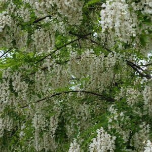 thumbnail image 2 of Robinia Pseudoacacia Black Locust False Acacia Seeds – Gaggia Robinia, 50 Seeds 2 of 2