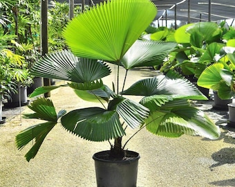 Licuala grandis Seeds - Ruffled Fan Palm thailand Vanuatu Fan Palm, Palas Palm