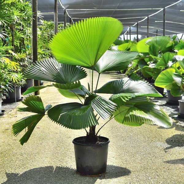 Licuala grandis Seeds - Ruffled Fan Palm thailand Vanuatu Fan Palm, Palas Palm