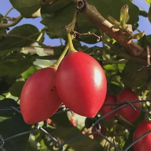 Solanum betaceum/Cyphomandra betacea 10 Seeds, Tamarillo Tomato Tree