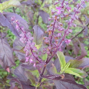Ocimum tenuiflorum Purple Leaf, Thai Holy Basil Tulsi Herb Flower - 250 Seeds