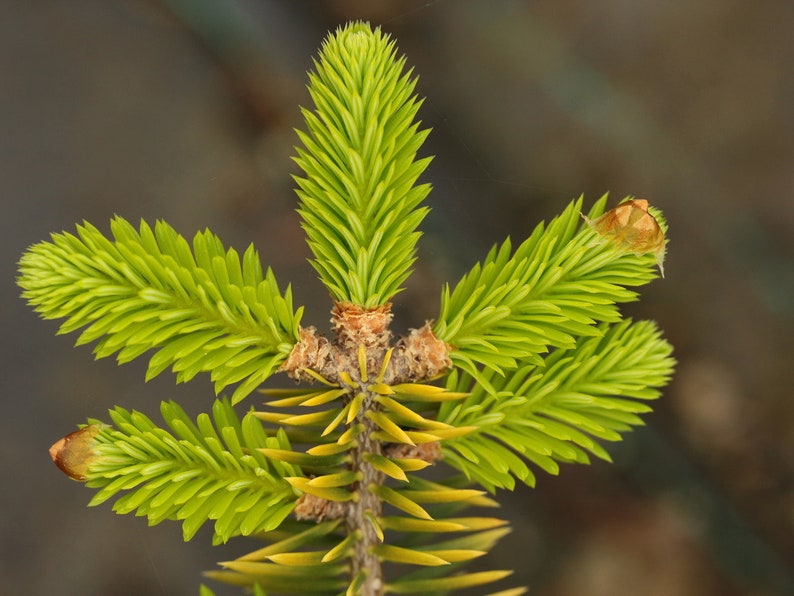 Abies cephalonica Seeds Grecian Fir 10 Seeds image 5