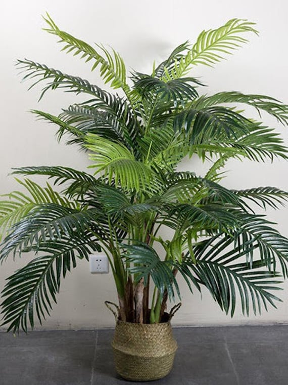 plant dracaena Dracaena Dragon Tree Bicolor Bush main image 0