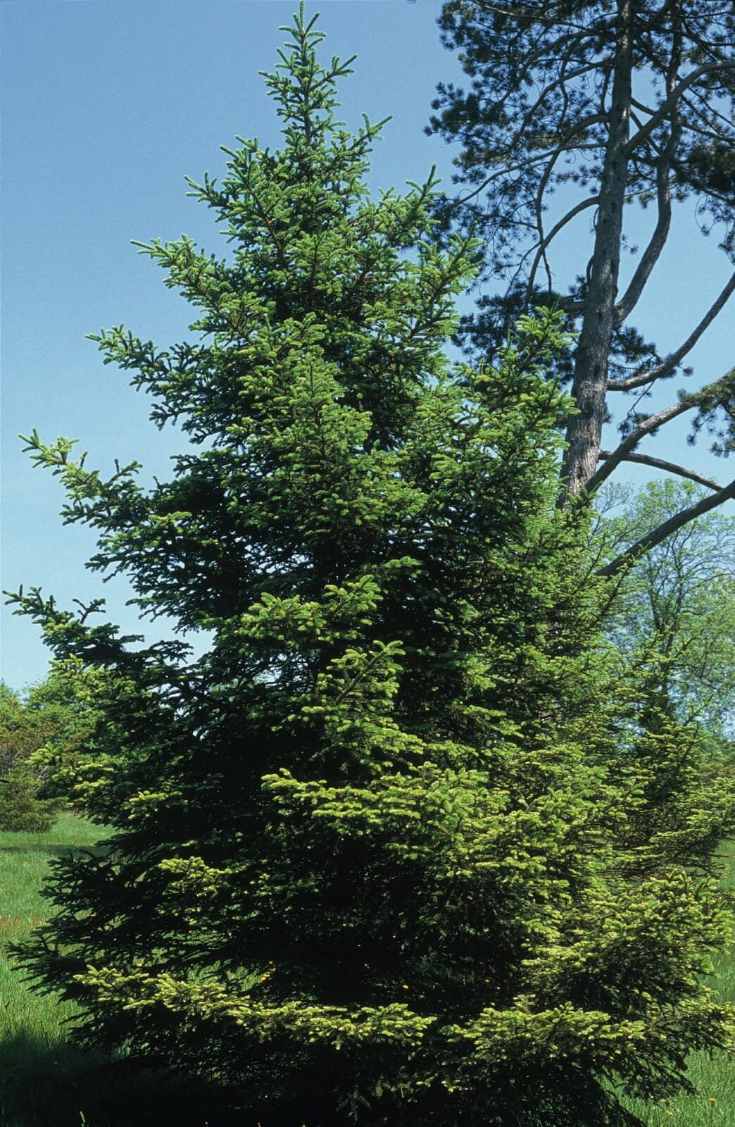 ノルドマンモミ（Abies Nordmanniana）、クリスマスツリー、コーカサス