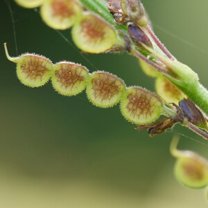 Desmodium gangeticum Seeds Salparni 10 Seeds image 10