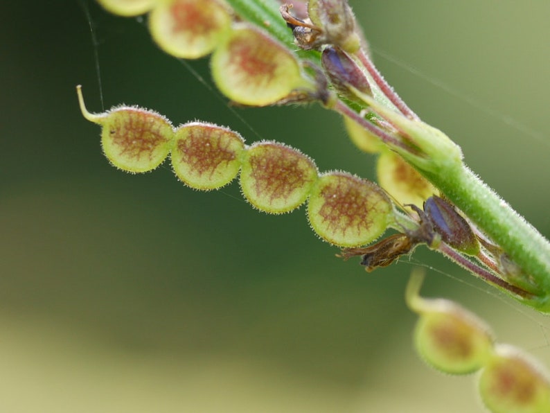 Desmodium gangeticum Seeds Salparni 10 Seeds image 10