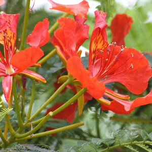 Semi Di Albero Delonix Regia Royal Poinciana Per Piantare - Foto 4