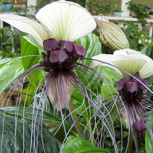 Puede incluir: Dos flores Tacca integrifolia blancas y moradas oscuras, también conocidas como flores murciélago blancas, con grandes pétalos blancos en forma de abanico, estructuras centrales moradas y largos bigotes blancos finos y colgantes.