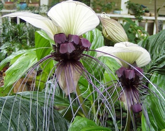 Tacca Nivea - White Bat Flower - Bat Head Lily - 5 Seeds