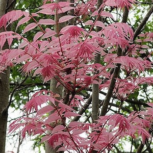 Toona Sinensis var. FLAMINGO Chinese toon, Chinese mahogany 30 Seeds image 4