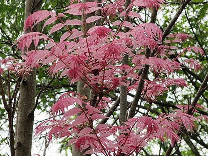 Toona Sinensis var. FLAMINGO Chinese toon, Chinese mahogany 30 Seeds image 4