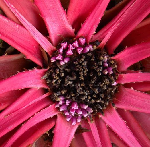 Bromelia Karatas - Bromelia Taste, Piñuelas, Plumier's Bromelia Bromelia Karatas - Bromelia Taste, Piñuelas, Plumier's Bromelia