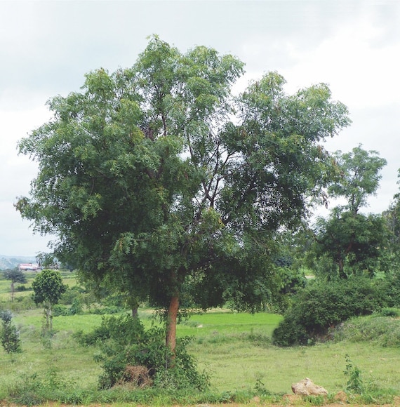 Neembaum, Niem-Baum Samen kaufen - Azadirachta indica