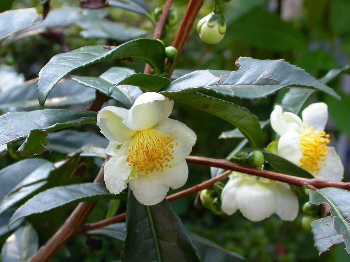 Camellia Sinensis Darjeeling Tea Plant 5 Seeds Etsy Canada