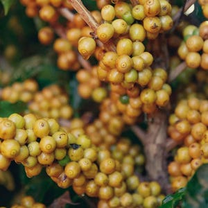 Op de afbeelding: Een tak van een koffieplant die dicht bezet is met trossen rijpende koffiebessen. De kleine, ronde vruchten veranderen van een bleek geelgroene kleur naar een levendige goudgele tint, vastzittend aan houtachtige stengels tussen donkergroen blad.