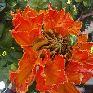 Spathodea campanulata - nilotica - African Tulip Tree, Flame Tree - 50 Seeds
