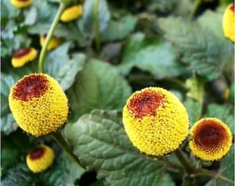 Paracrescione - Margherita elettrica - Pianta del mal di denti - Acmella oleracea - 20 semi
