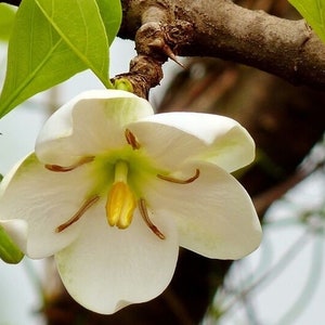 Tamilnadia uliginosa - 10 semi - Gengada, Pandri, Gelsomino divino, semi rari